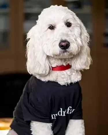 Dog wearing a black t-shirt indoors.
